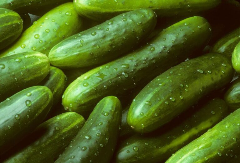Fresh cucumbers