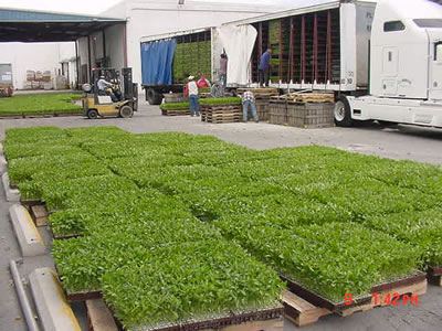 Trays of new plants arriving for spring planting