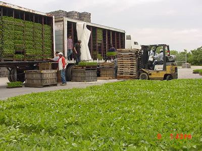 New plants unloaded beside the packing house