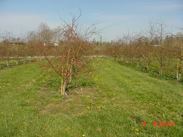 The orchard in winter