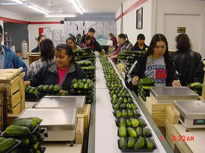 Workers feeding cucumbers into the overwrap line