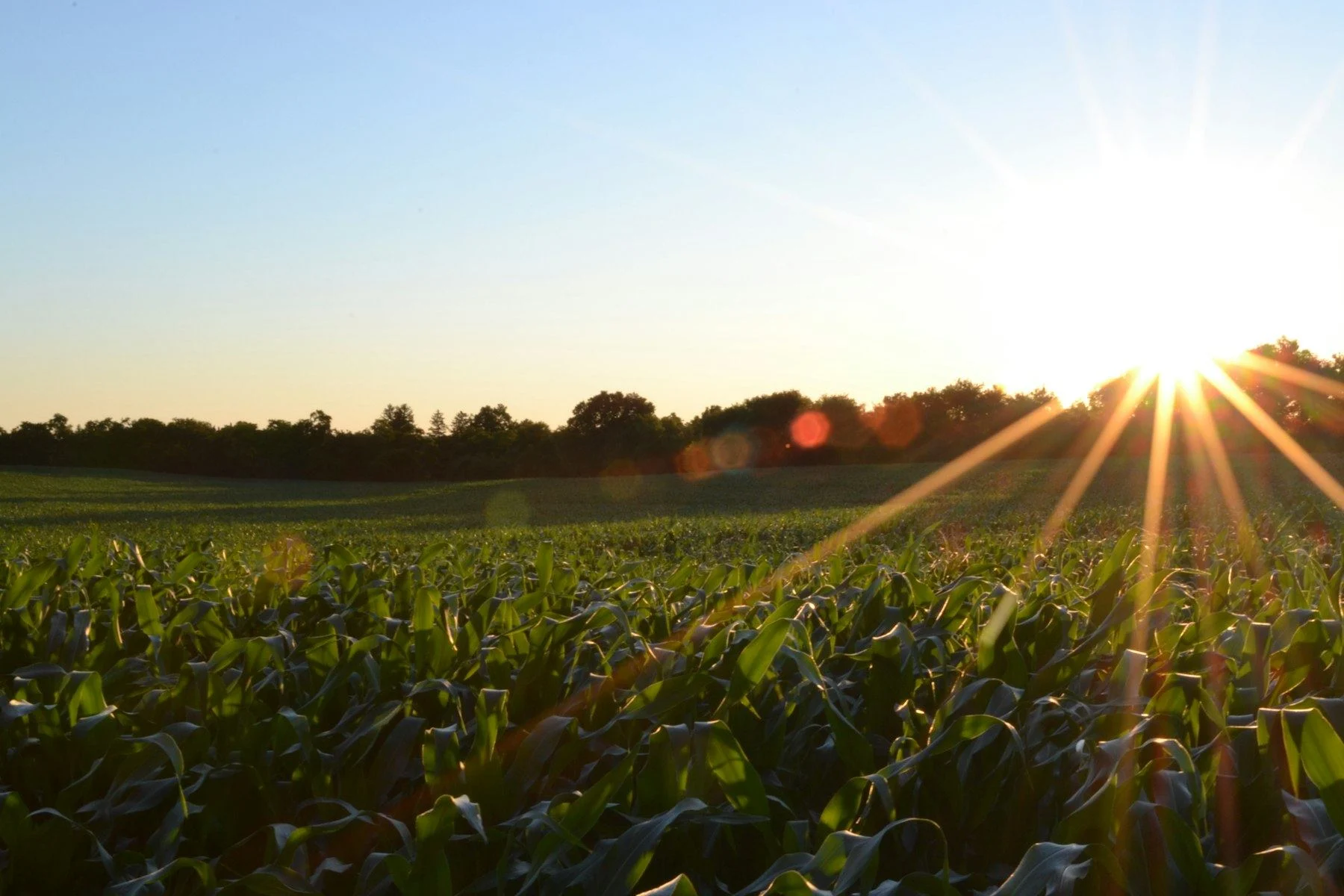 Rows of young corn in a field at sunset