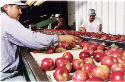 Workers inspecting red apples on the packing line